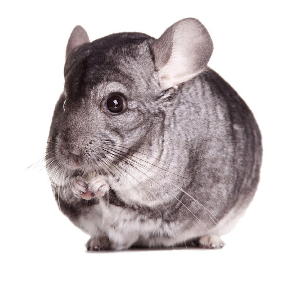 Сиамская шиншилла