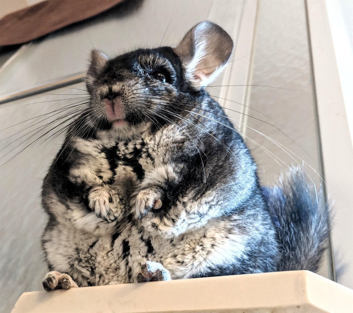 Шиншилла Свинка дегу кролик