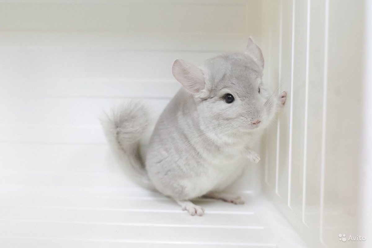 Шиншилла маленькая