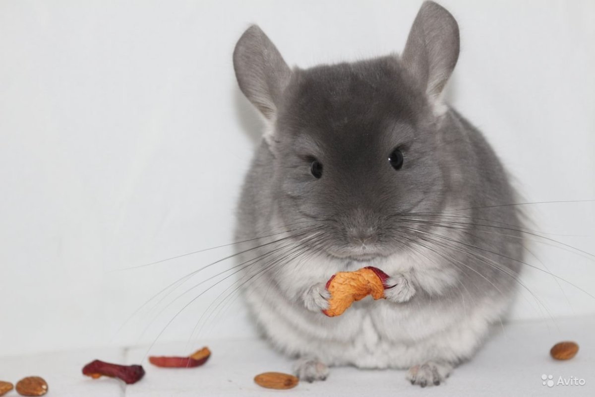 Шиншилла набросок