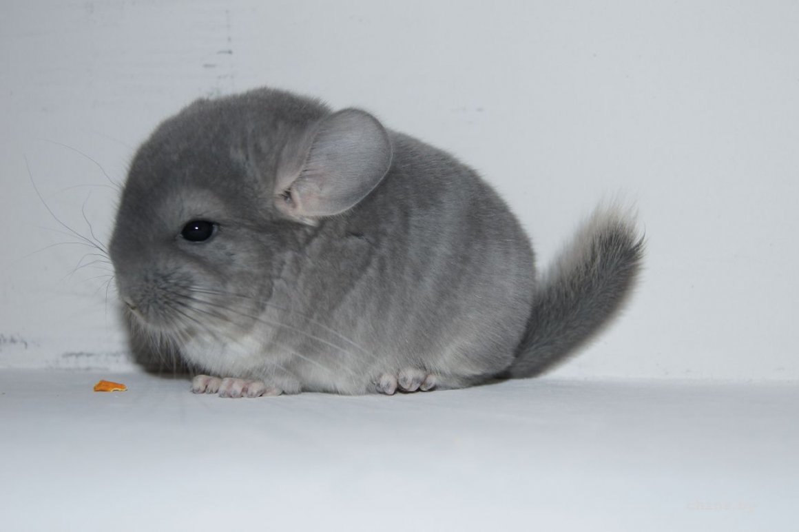 Шиншилла голубой бриллиант