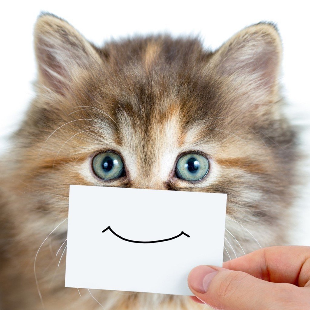 Улыбнись картинки