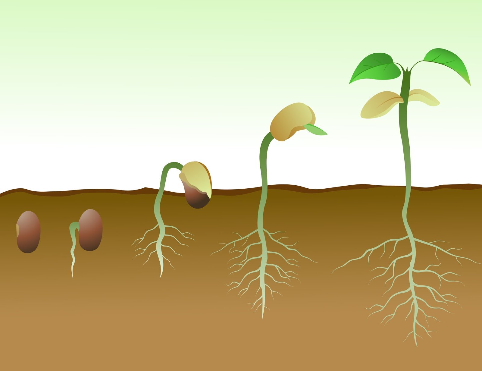 Развитие корня из семени