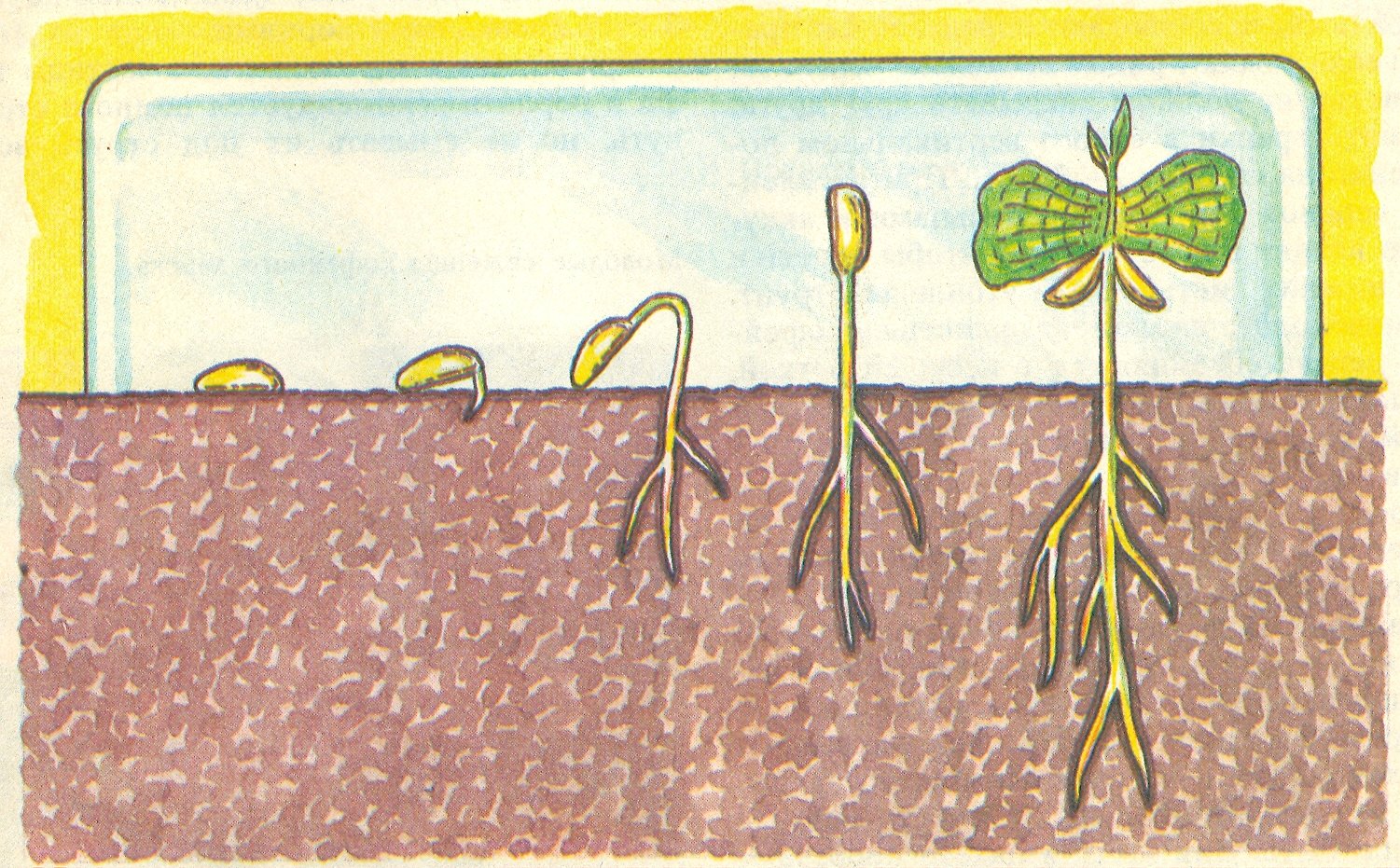 Как посадить семена дерева. Прорастание семена в почве. Иллюстрация посев семян. Прорастание кофейных семян. Прорастание из зерна.