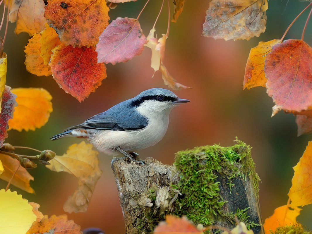 Животные поползень осенью