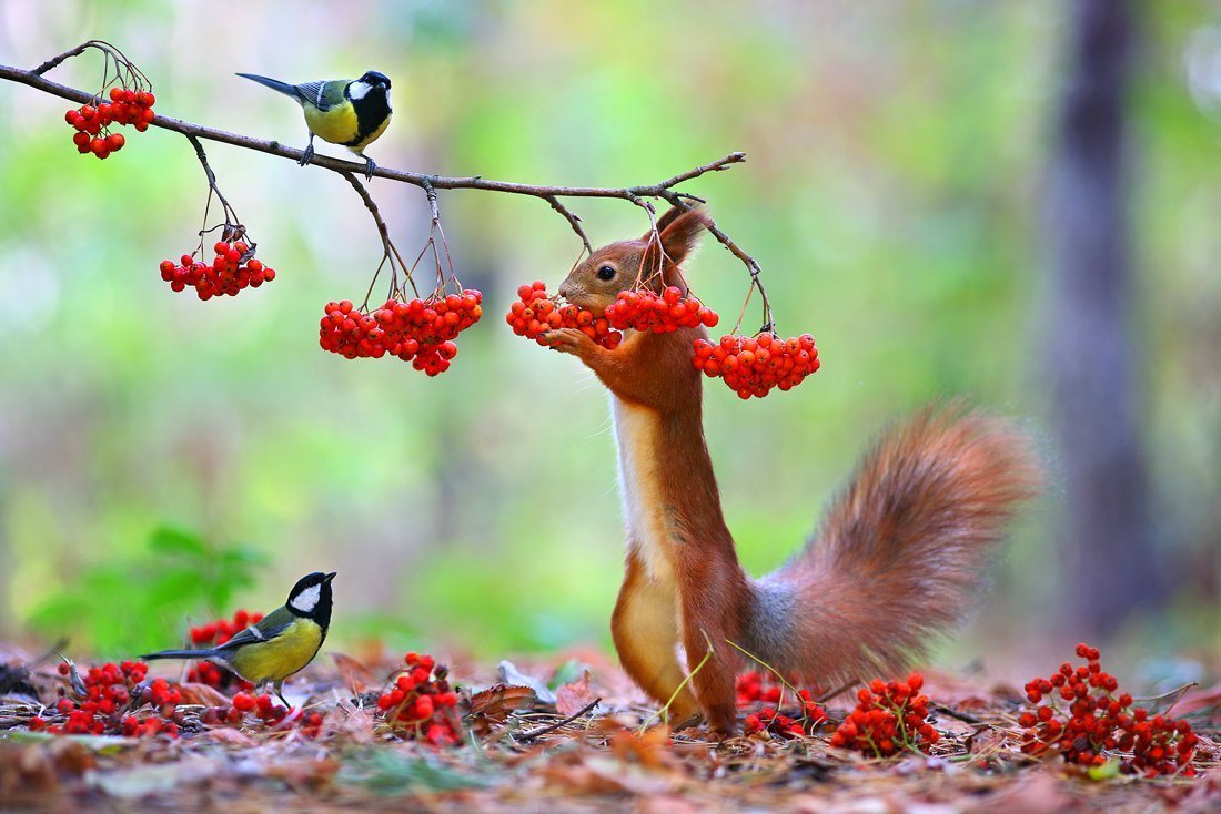 Вадим Трунов белки и птицы