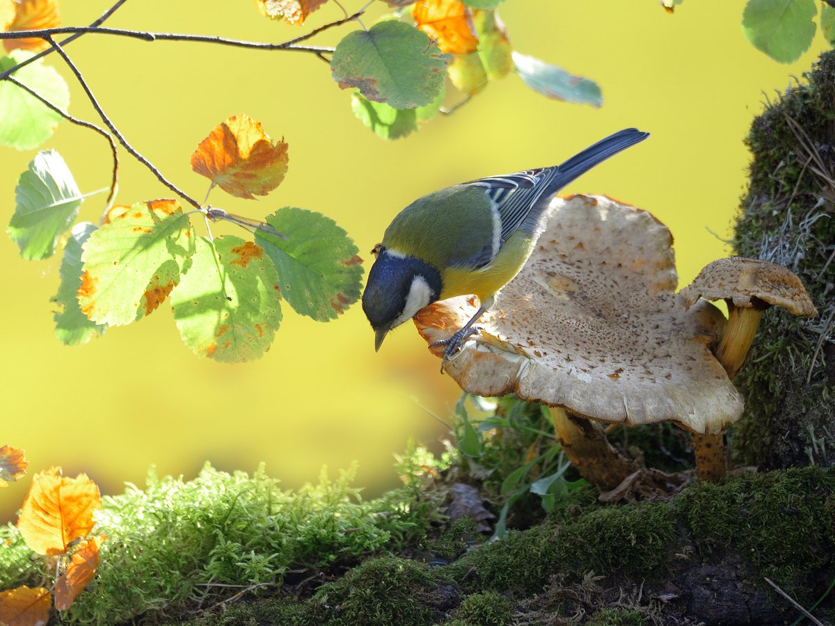 Птицы в лесу