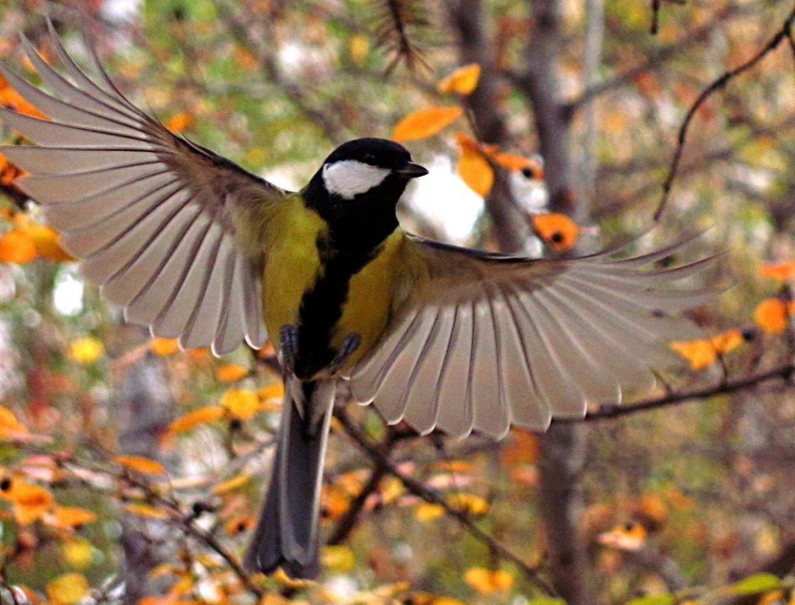 Лесные птицы в ноябре