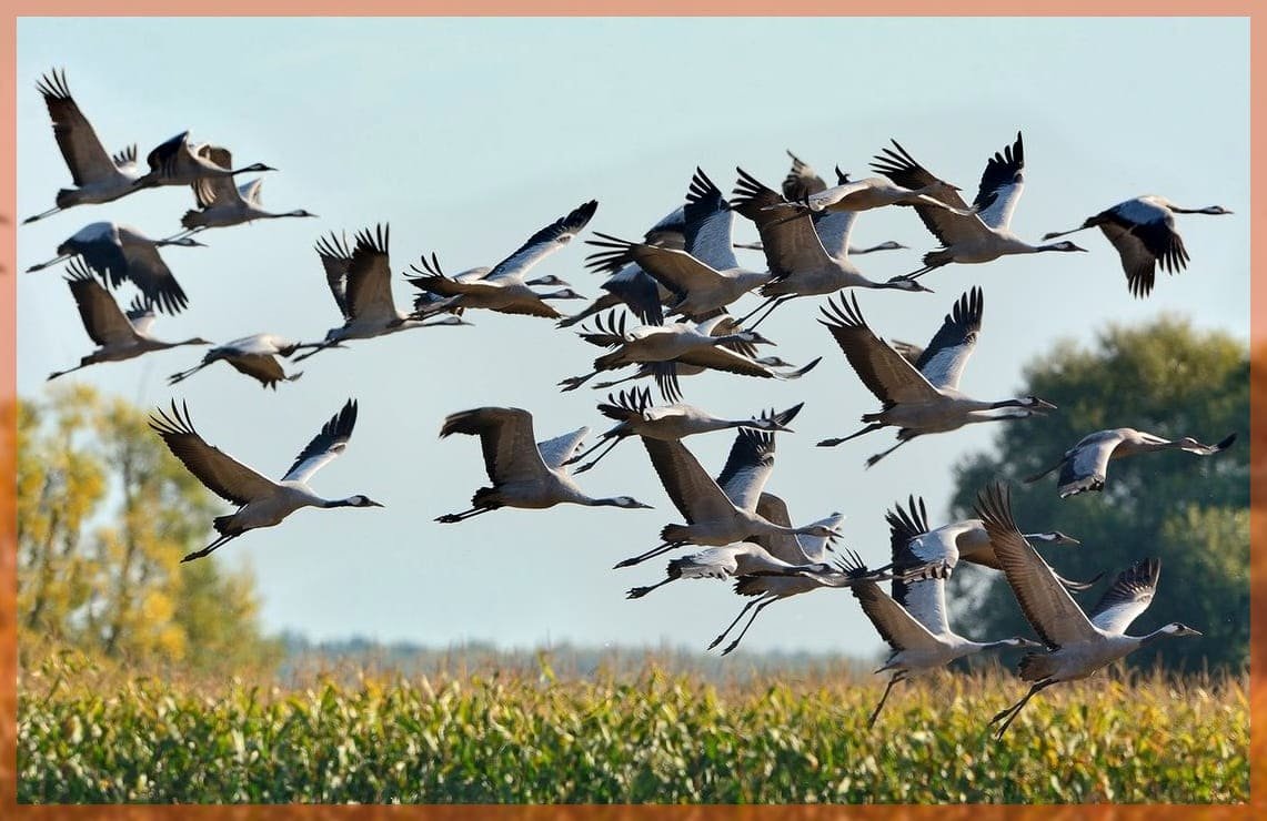 Клин перелетных птиц