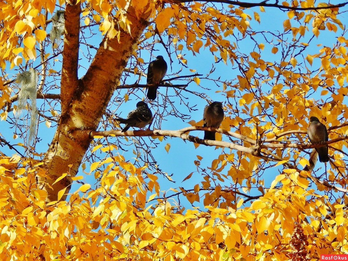 Птицы на дереве осенью