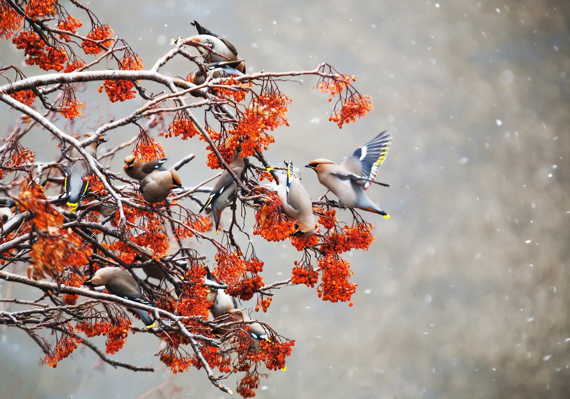 Птицы на рябине