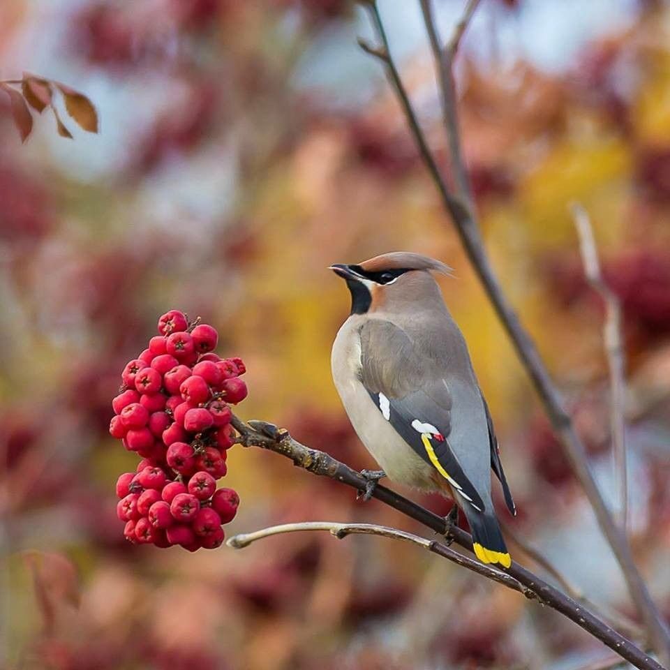 Птица свиристель в Сибири