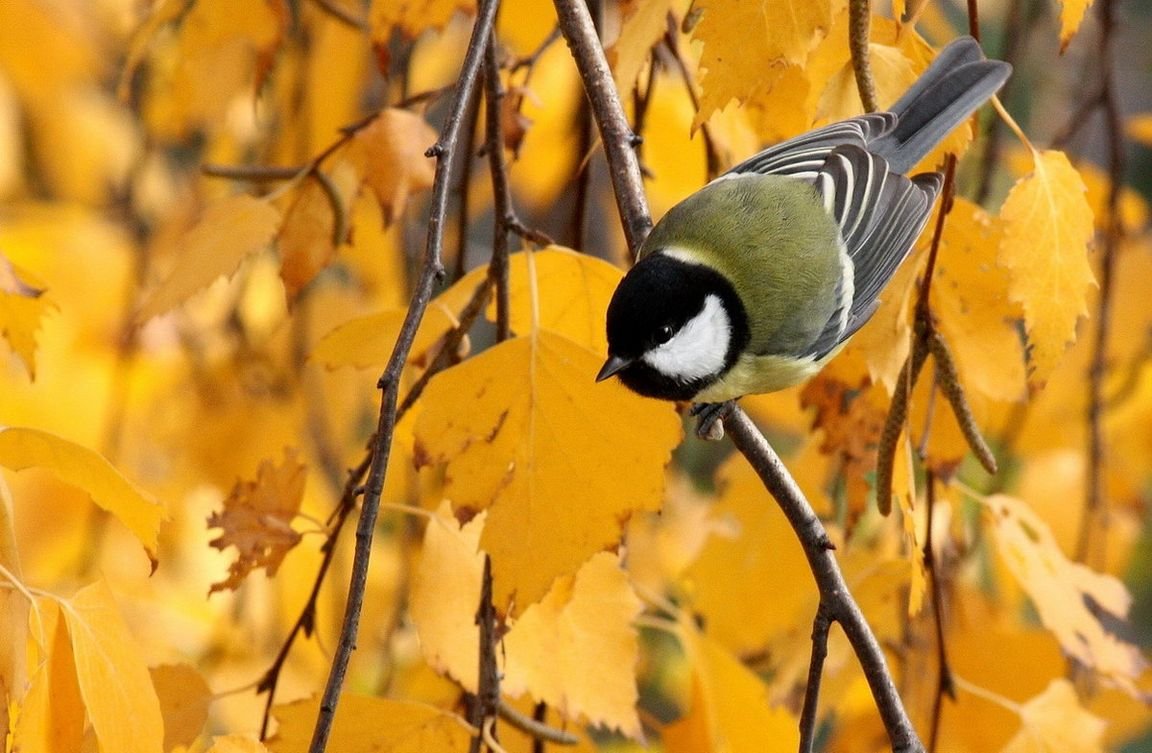 Синичка осень