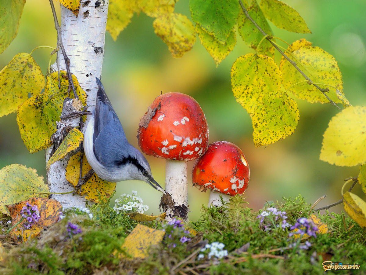 В лесу осень птичка