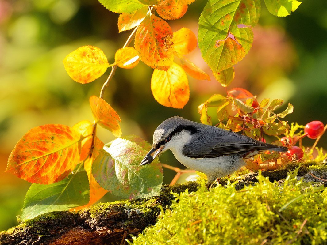 Красивые осенние птицы