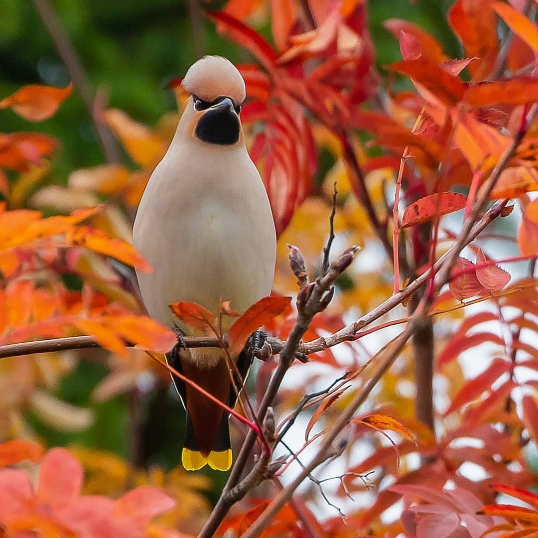 Осенние птицы