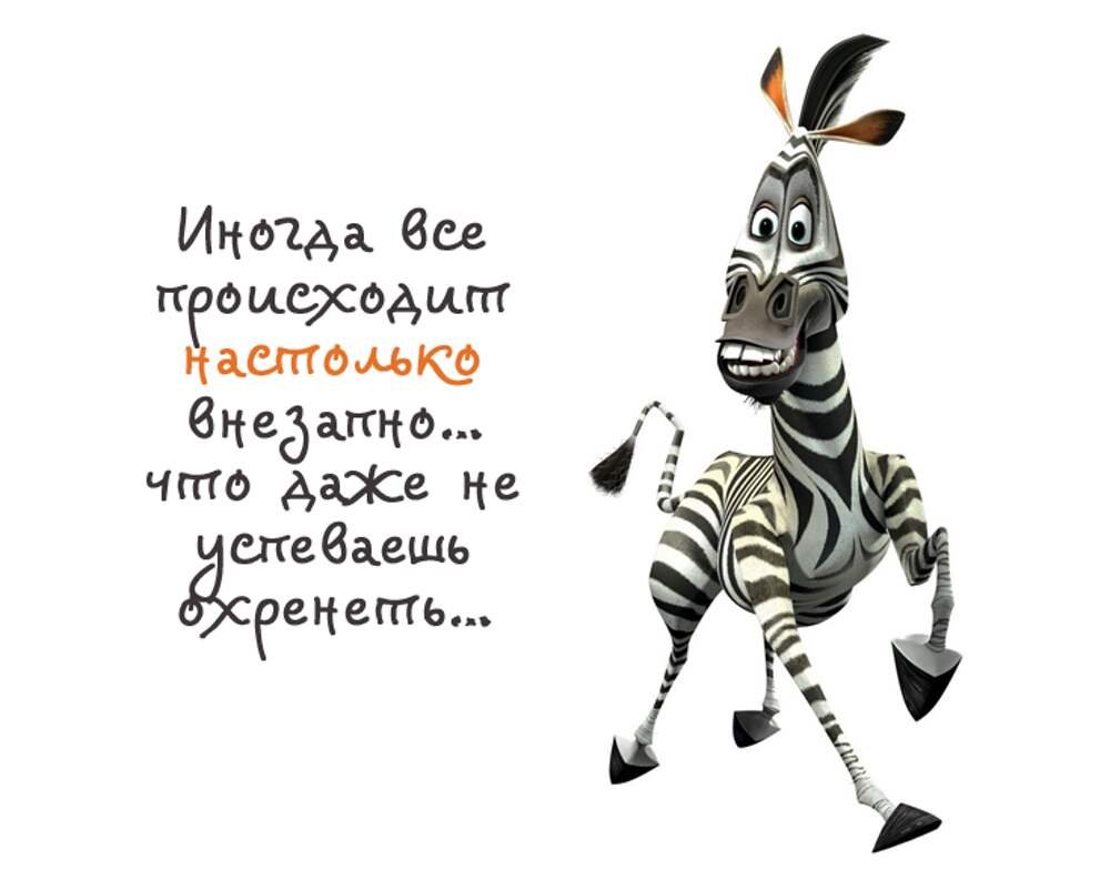Смешные высказывания про зебру