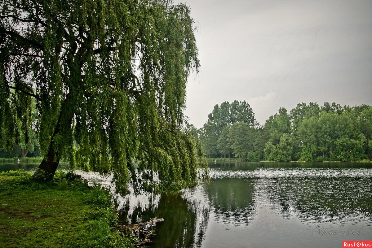 Плакучая береза