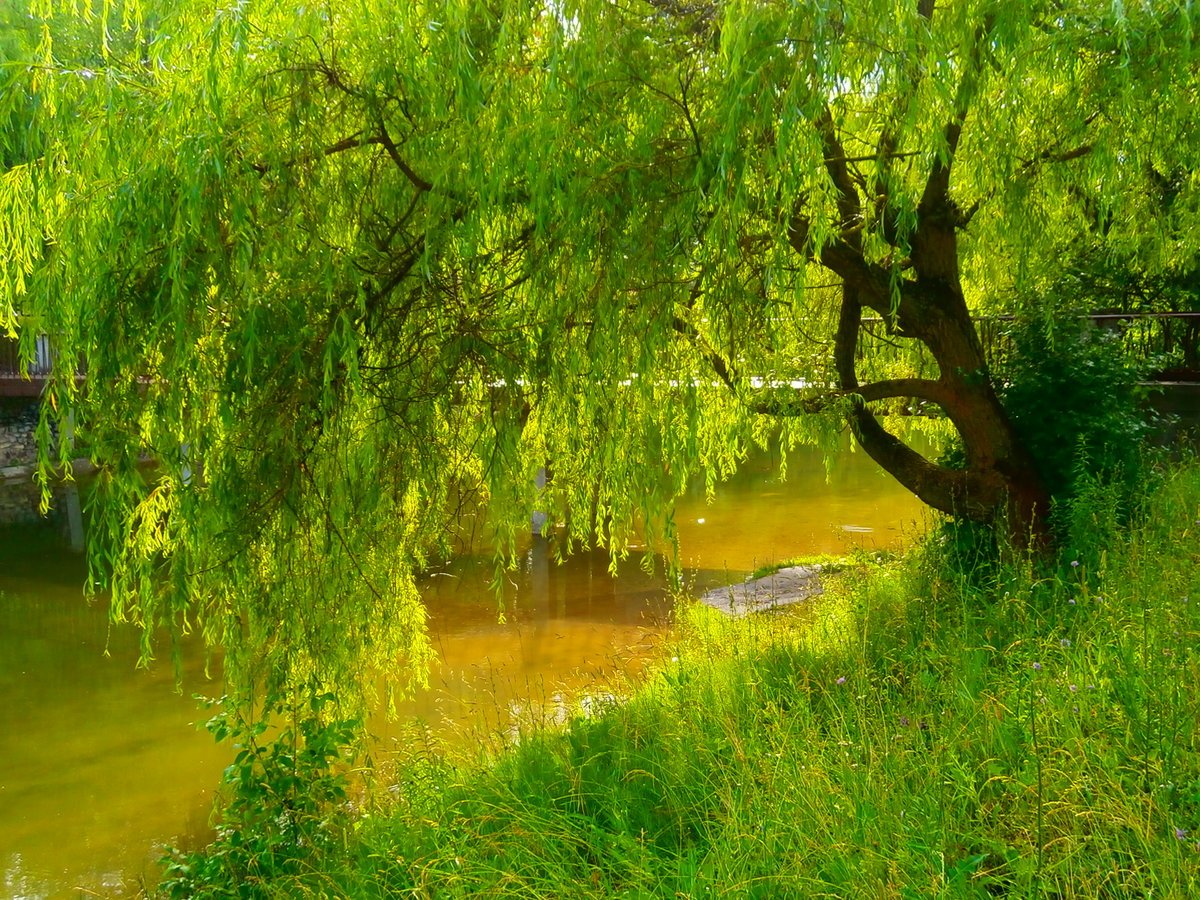 Ива Ракита над рекой