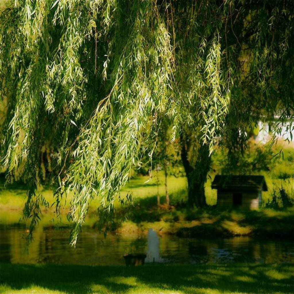 Плакучая Ива дерево