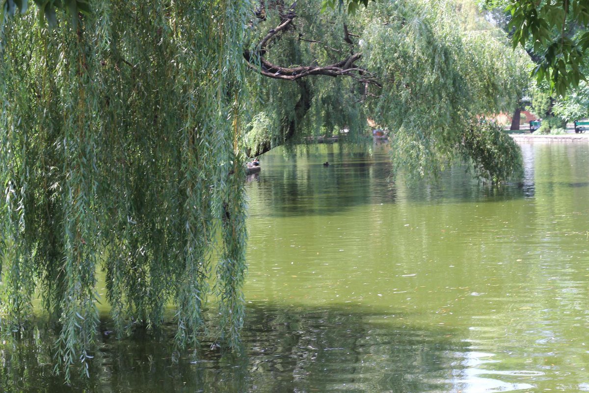 Ивушка плакучая