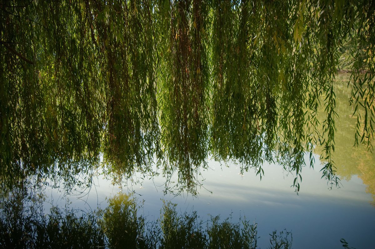 Плакучая Ива Жулебино
