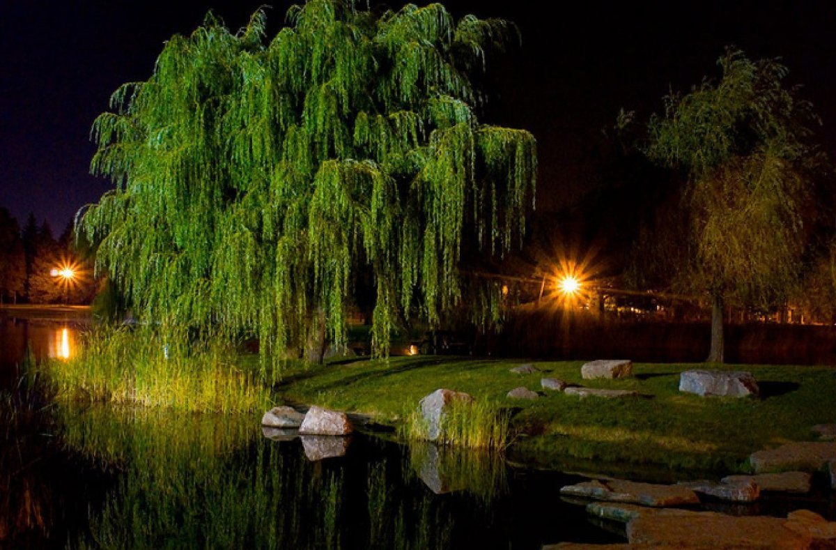 Ива плакучая водопад