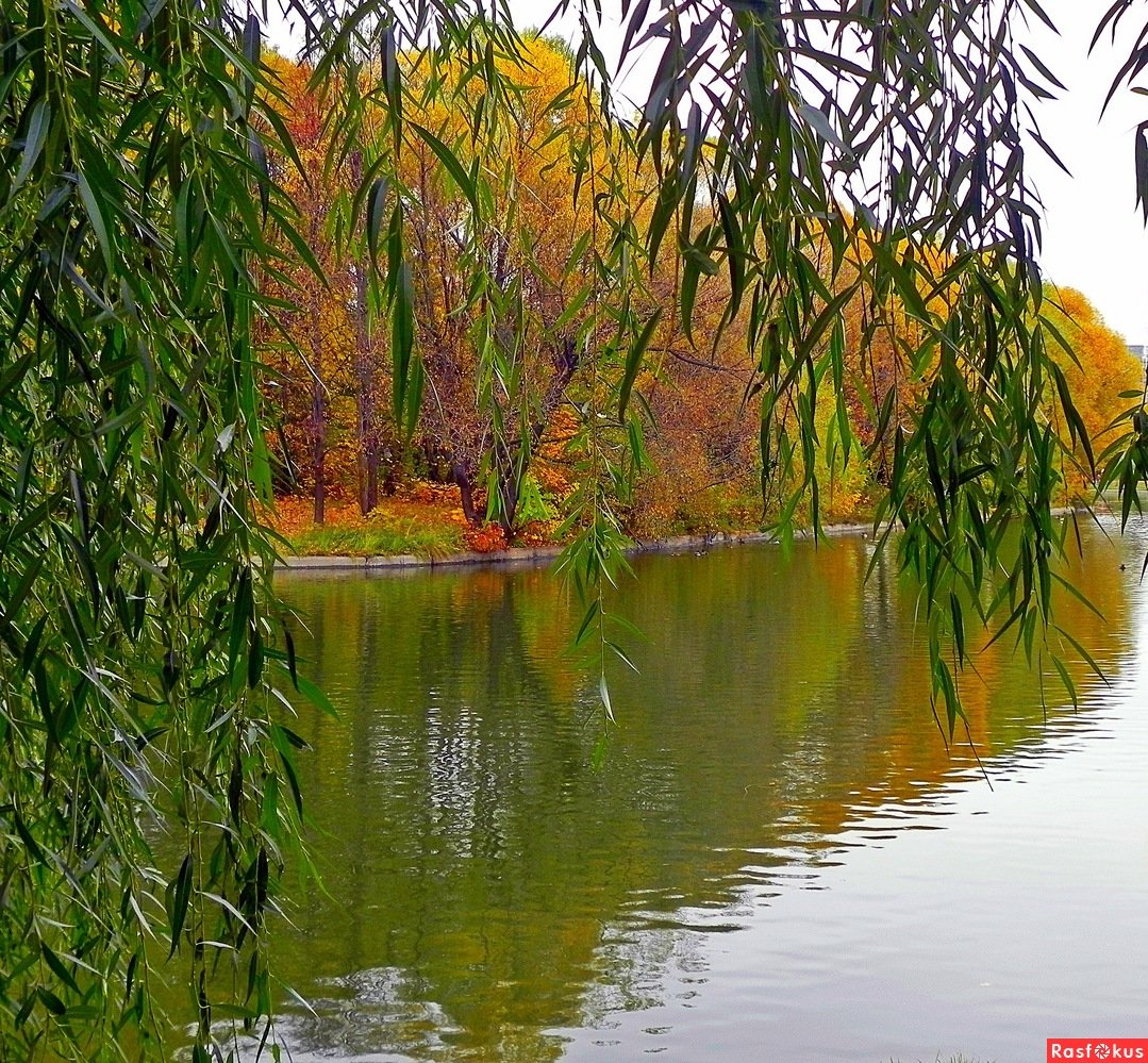 Ива плакучая Кореновск