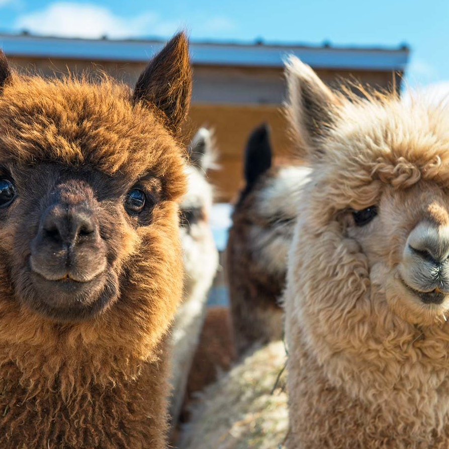 Постеры с животными