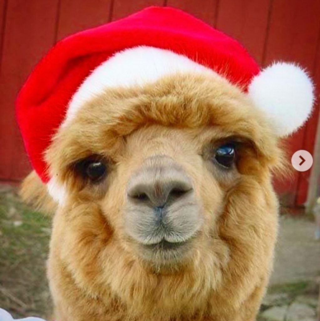 Альпака Еремей