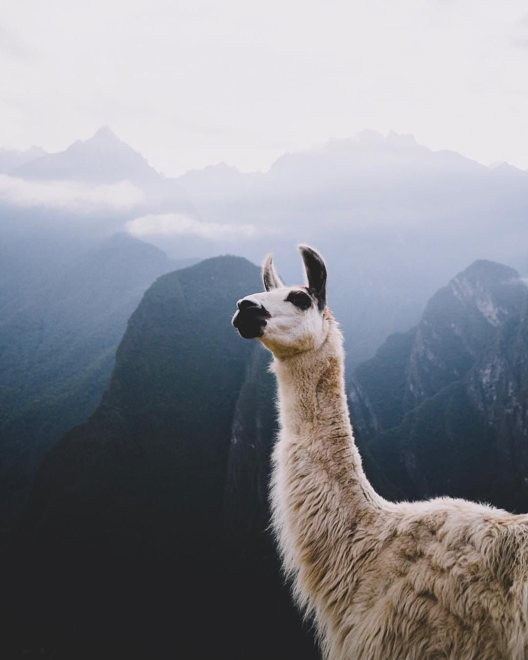 Альпака смеется