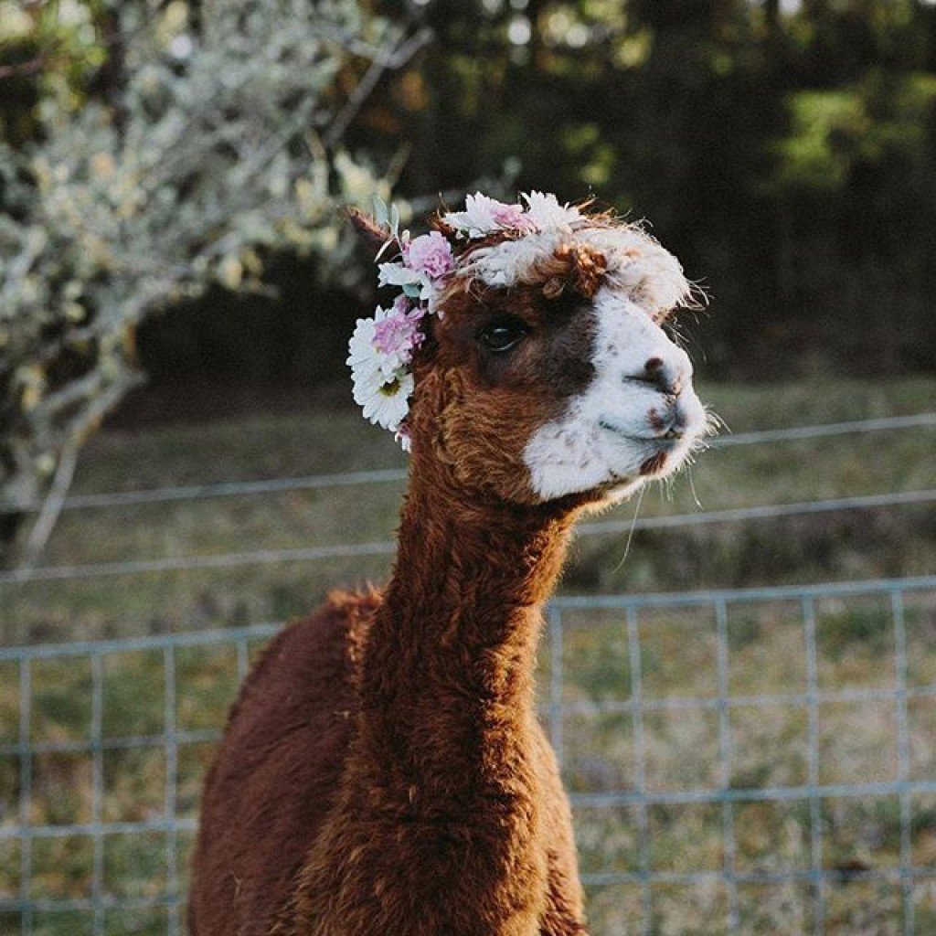 Лама акварель