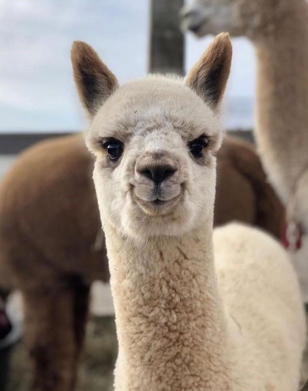 Горные альпаки