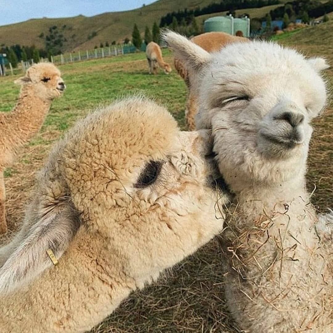 Лама милая иллюстрация