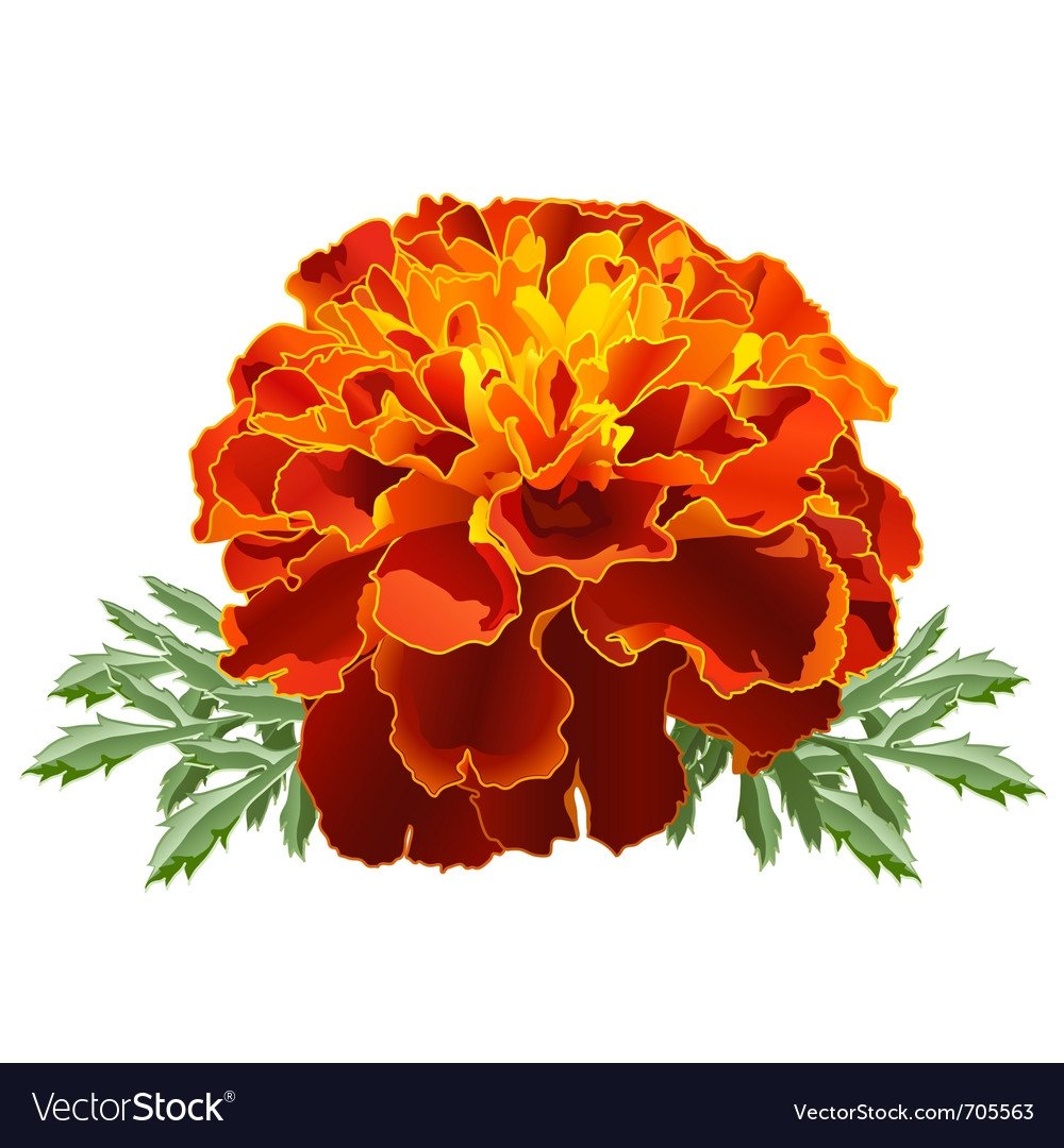 Бархатцы оранжевые