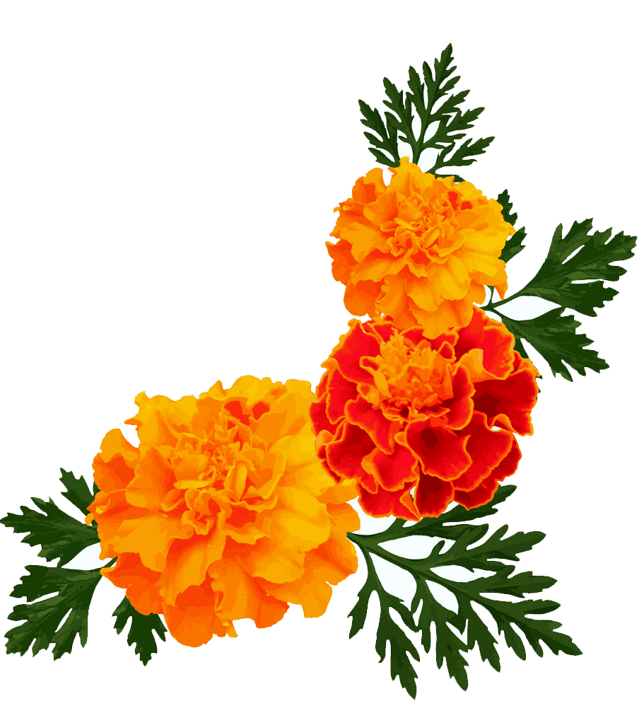 Бархатцы акварелью