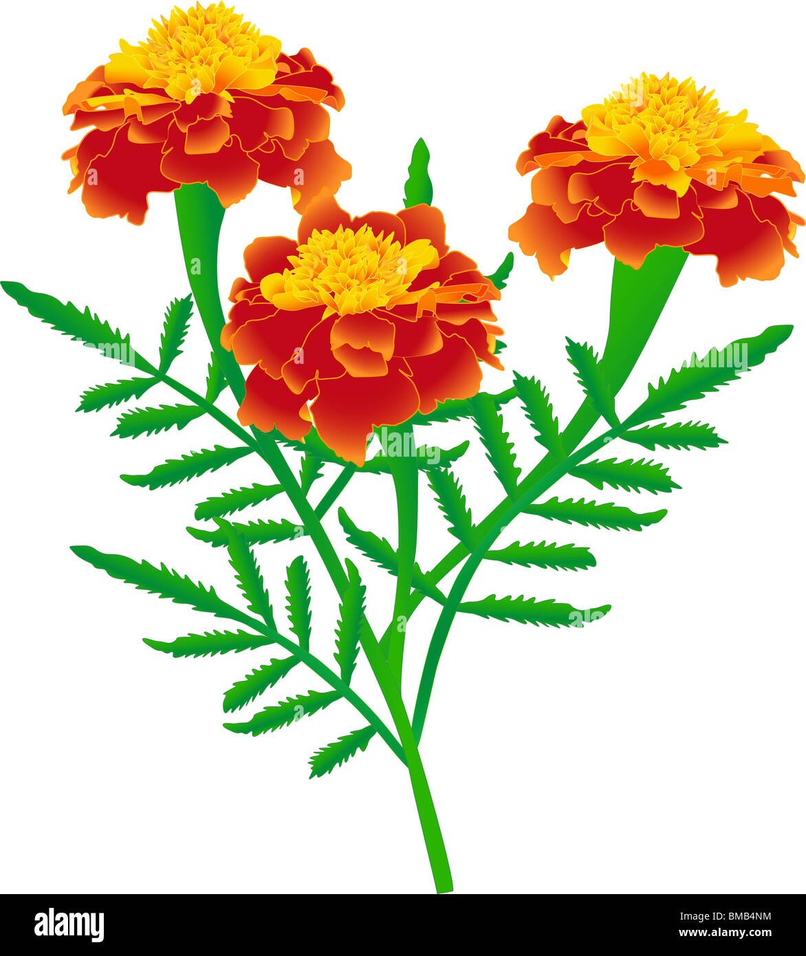 Бархатцы тату черным