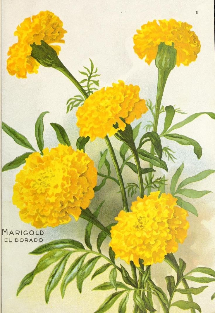 Бархатцы тычинки