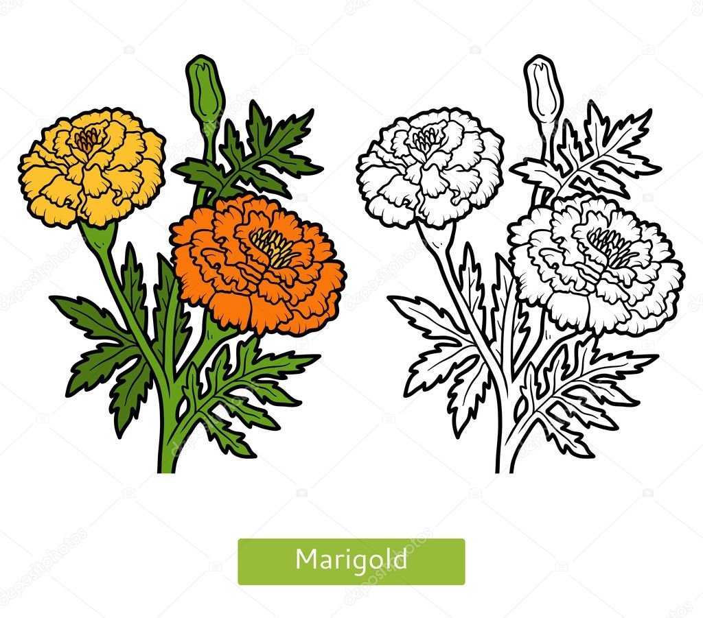 Marigold цветок вектор