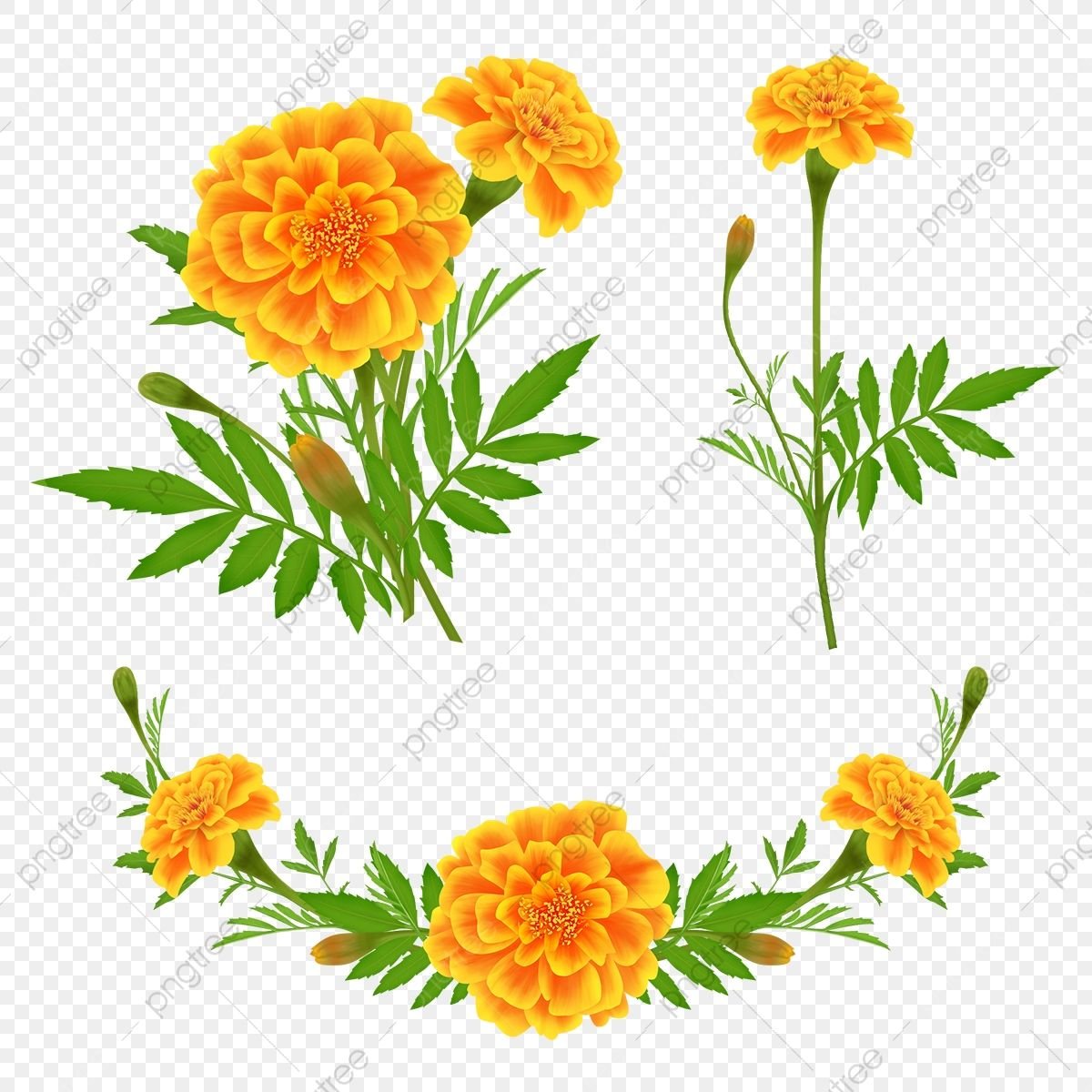 Ботаническая бархатцы