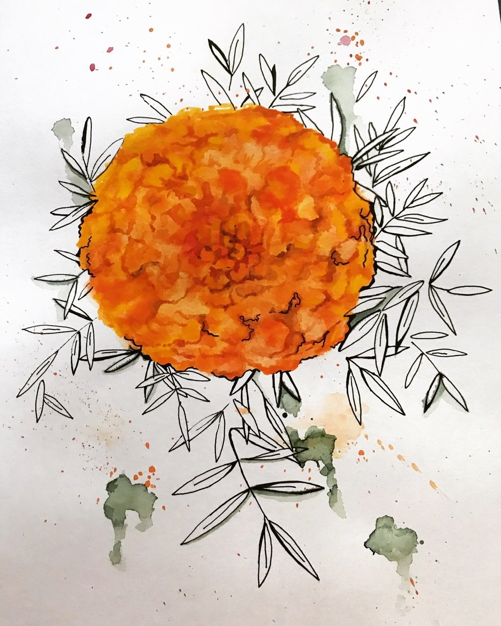 Бархатцы вектор