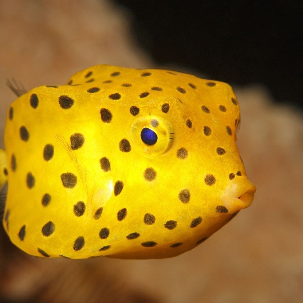 Кузовок картинка для детей