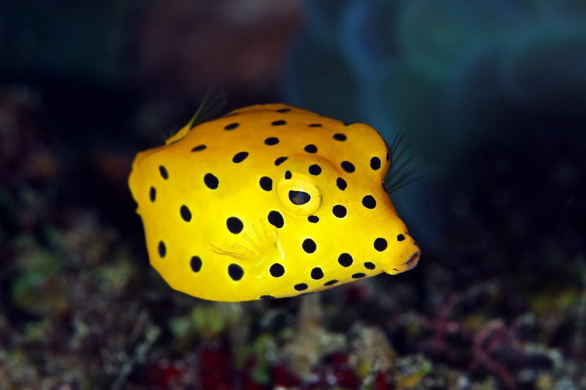 Корзинки для счета