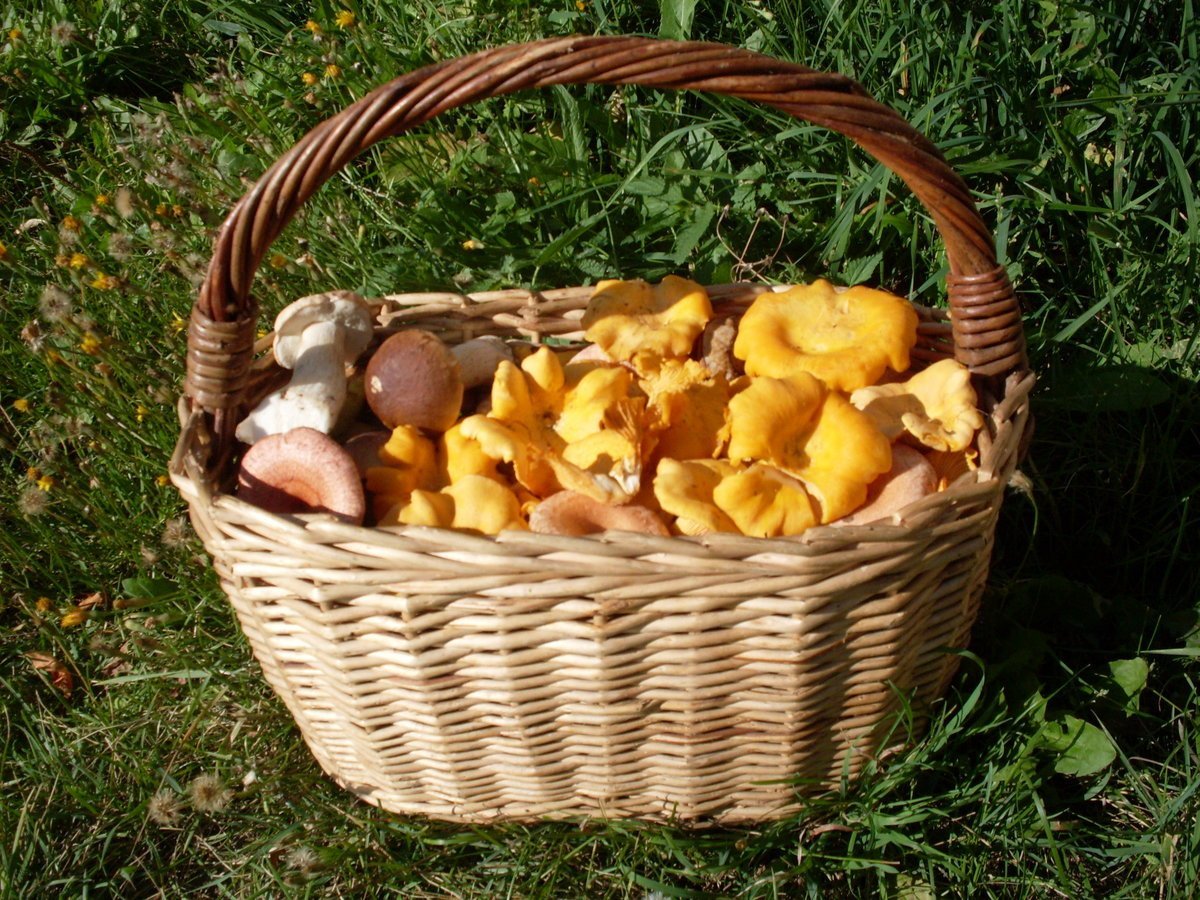 Ягоды в лукошке