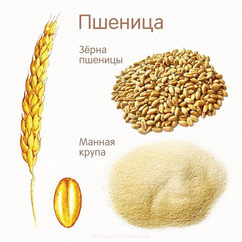 Злаковые для дошкольников