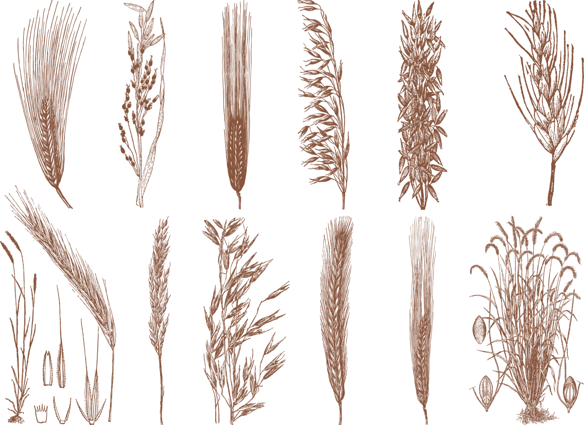 Злаки вектор