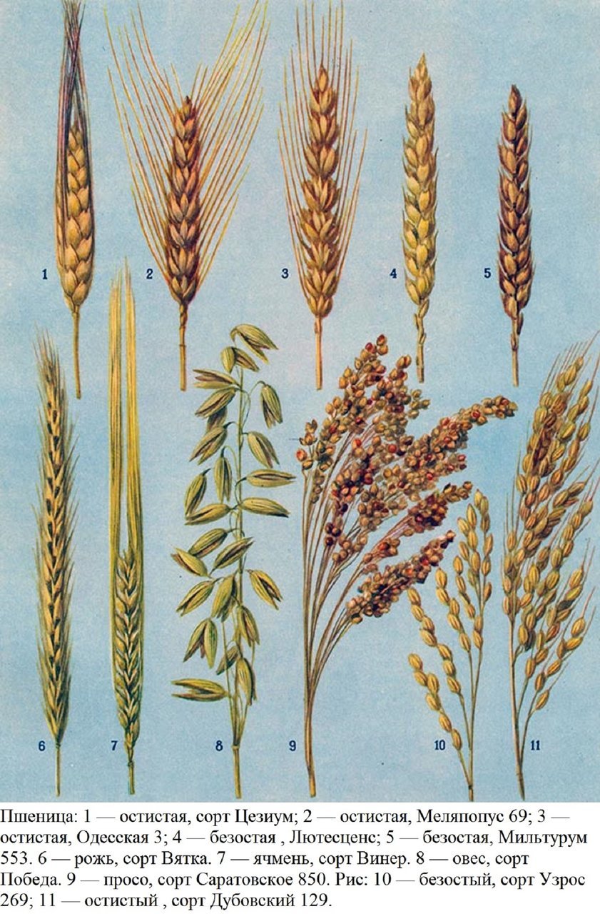 Безостый ячмень