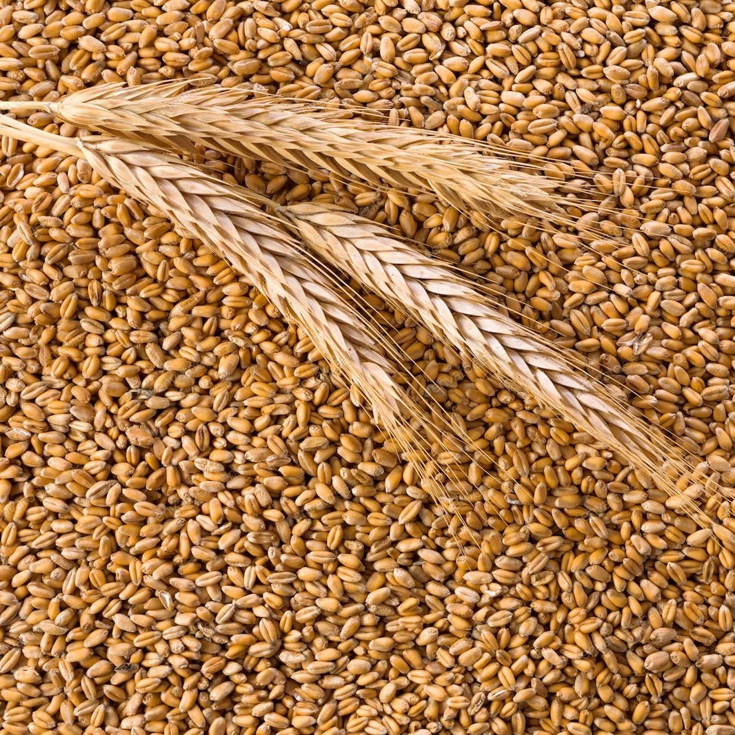 Лидеры по экспорту зерна