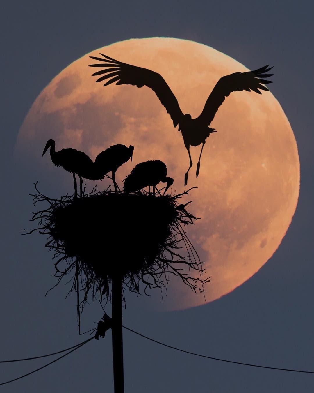 Доброй ночи Сова