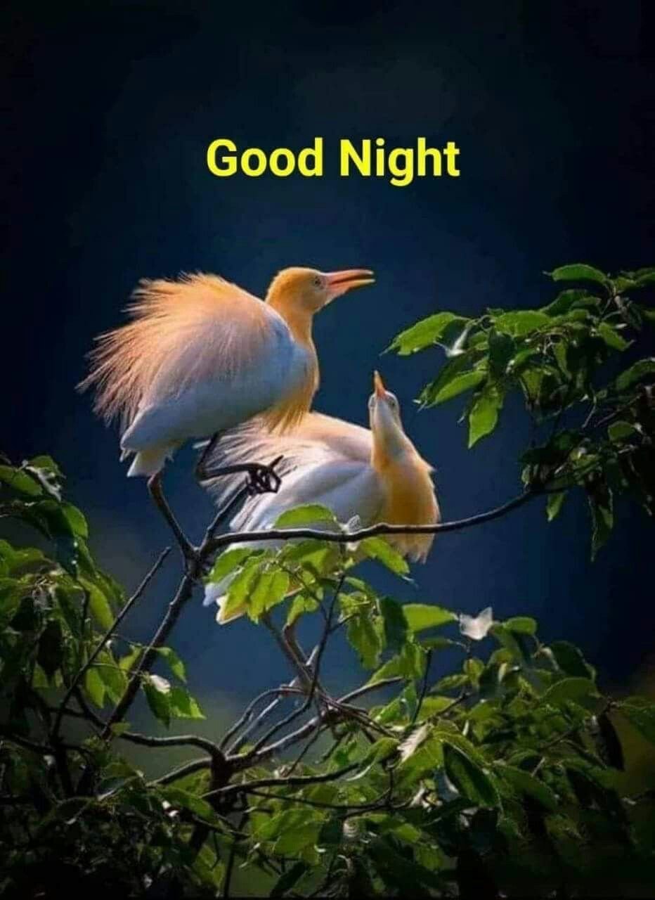 Спокойной ночи с птицами